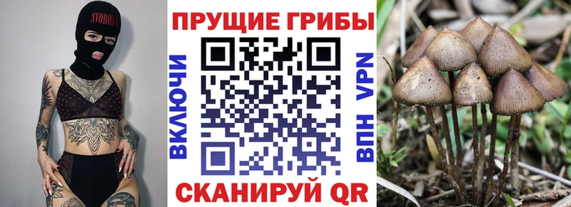 Купить закладки  Кологрив  Галлюциногенные грибы Psilocybe 